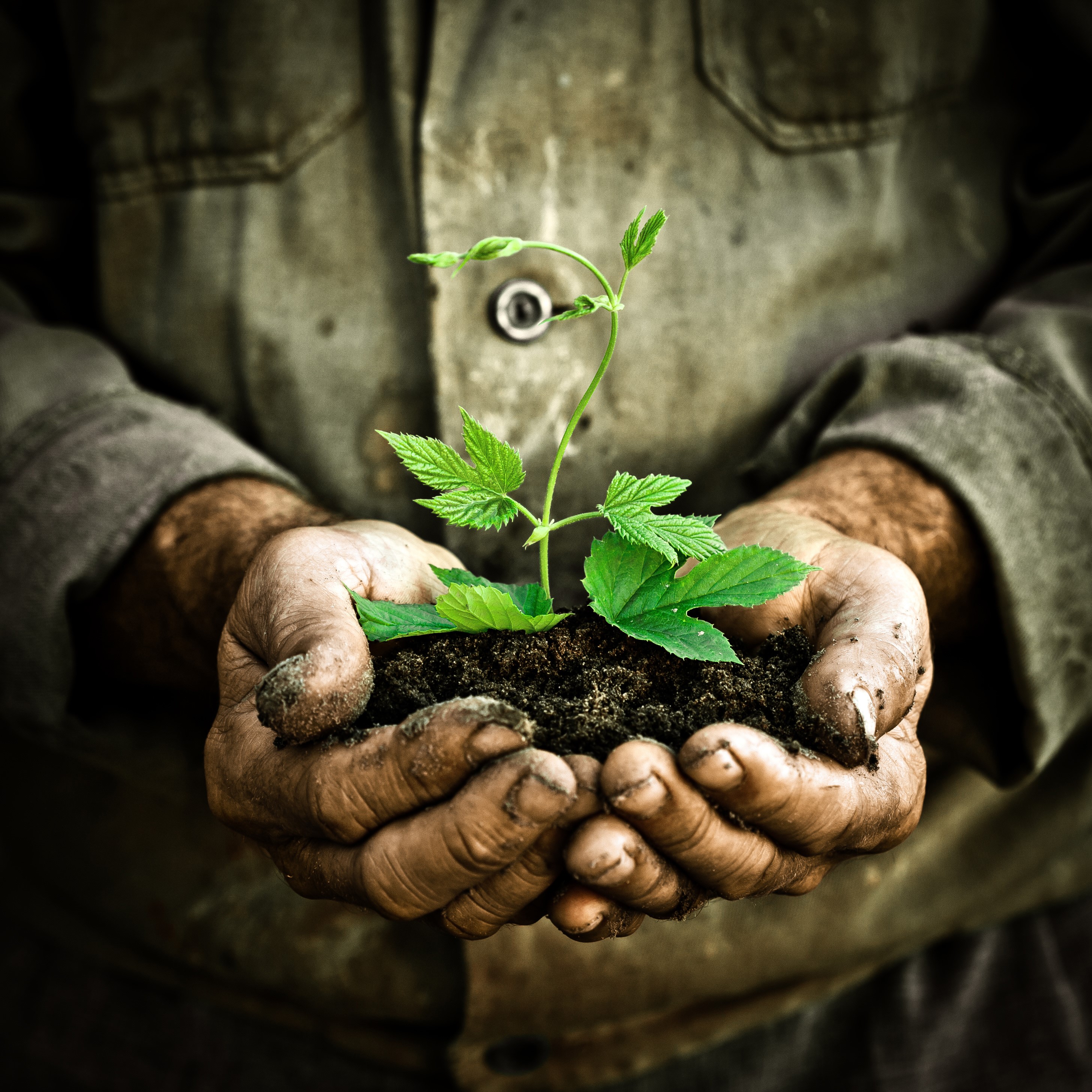 Farmer with plant