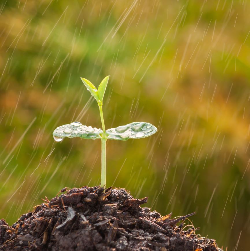 A seedling in dirt growing in the rain