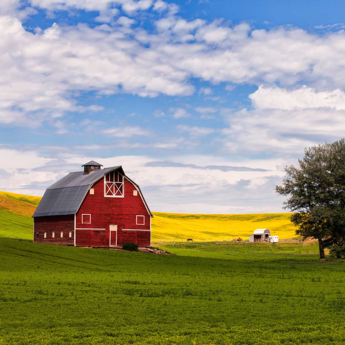 Red barn and canola field in Palouse, WA