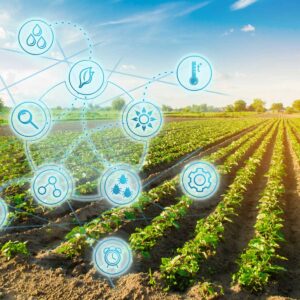Farm field pepper. Innovation and modern technology. Quality control, increase crop yields. Monitoring the growth of plants, monitoring of natural conditions. Digitization of agro-industry. 