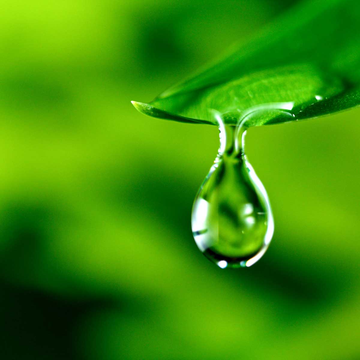 fresh green leaf with water drop, nature concept