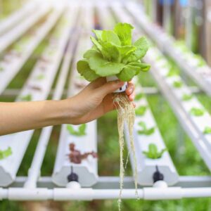 Hydroponics-method-of-growing-plants; leafy-greens-held-by-outstretched-arm